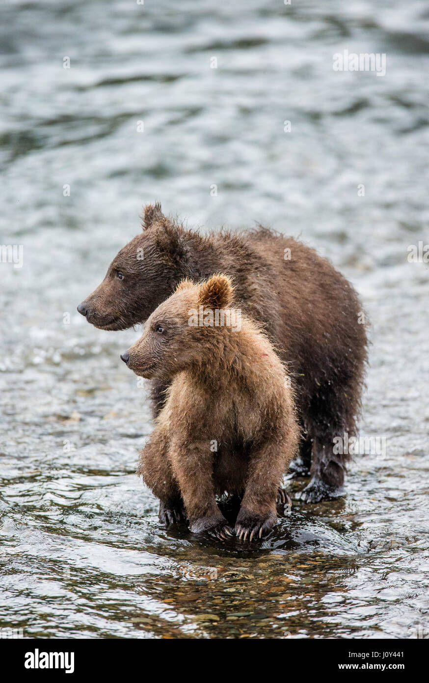 Two brown bear cubs stood in the river next to each other. USA. Alaska ...