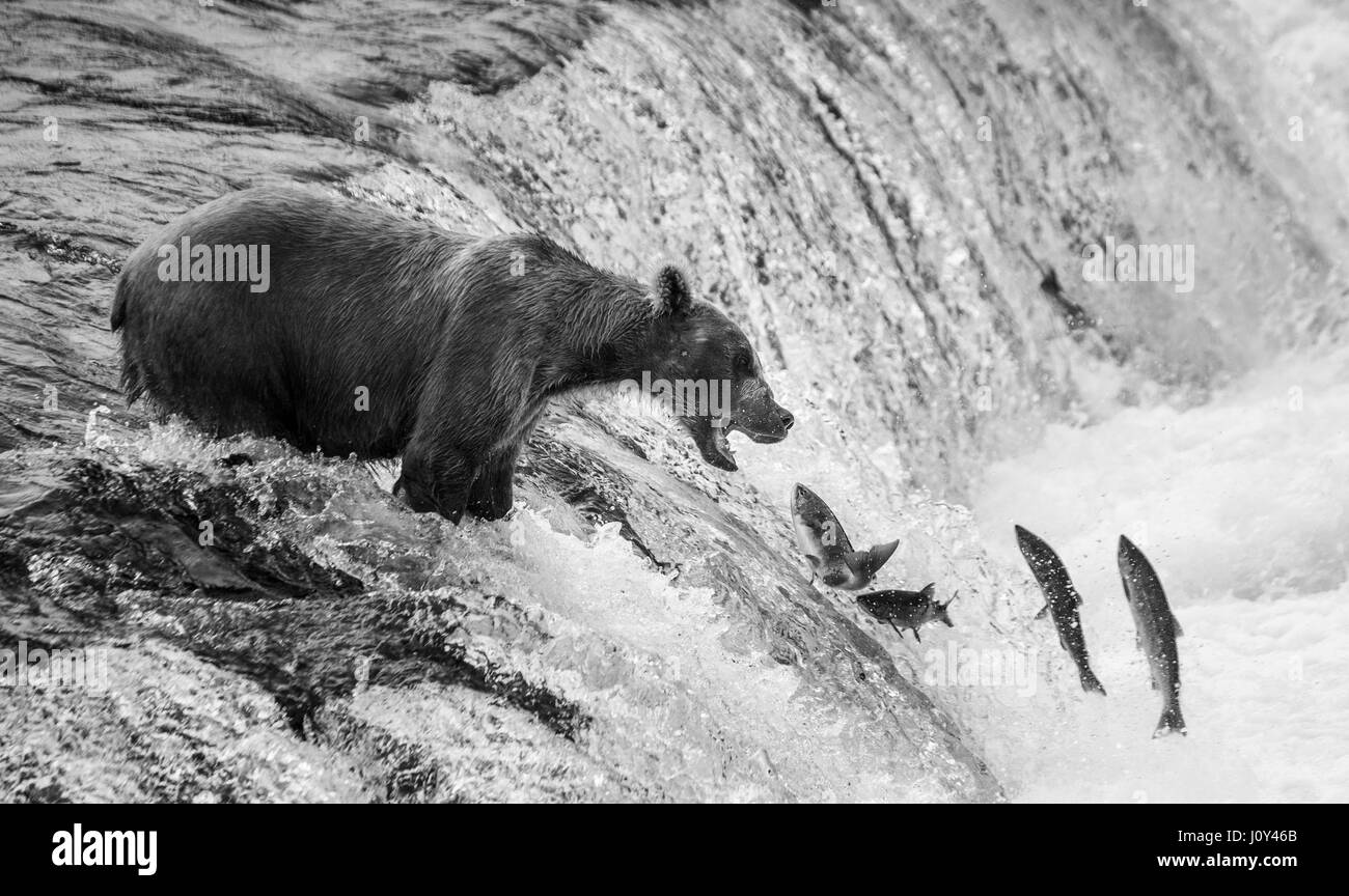A brown bear catches salmon in the river. USA. Alaska. Kathmai National Park. Great illustration. Stock Photo