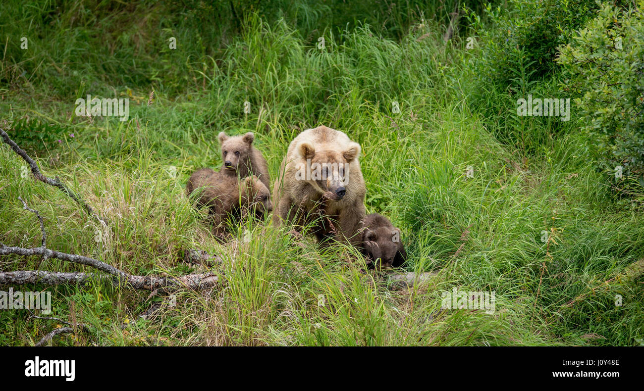 Mother is a brown bear with cubs in the wild. USA. Alaska. Kathmai ...