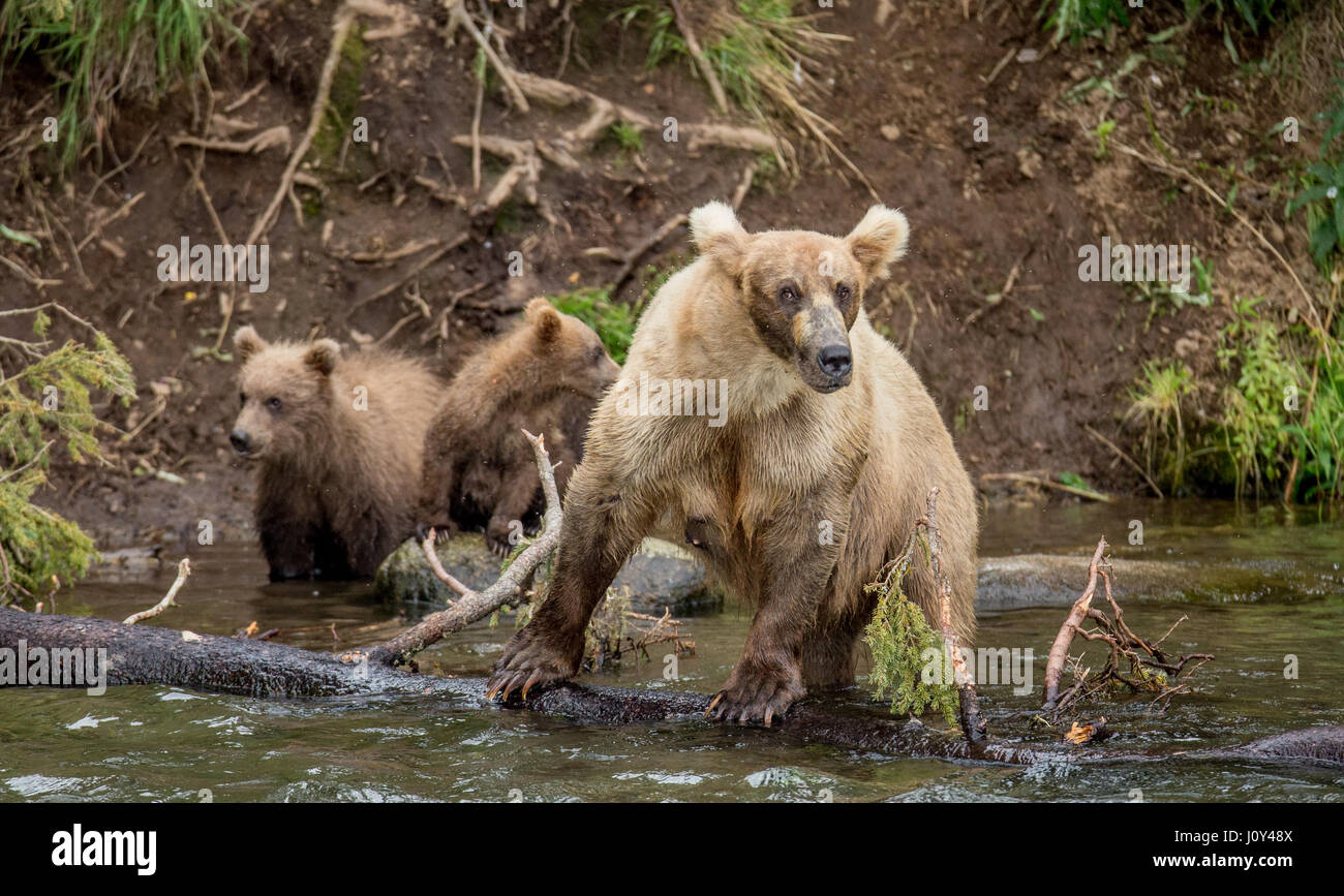Mother is a brown bear with a cub in the river. USA. Alaska. Kathmai ...