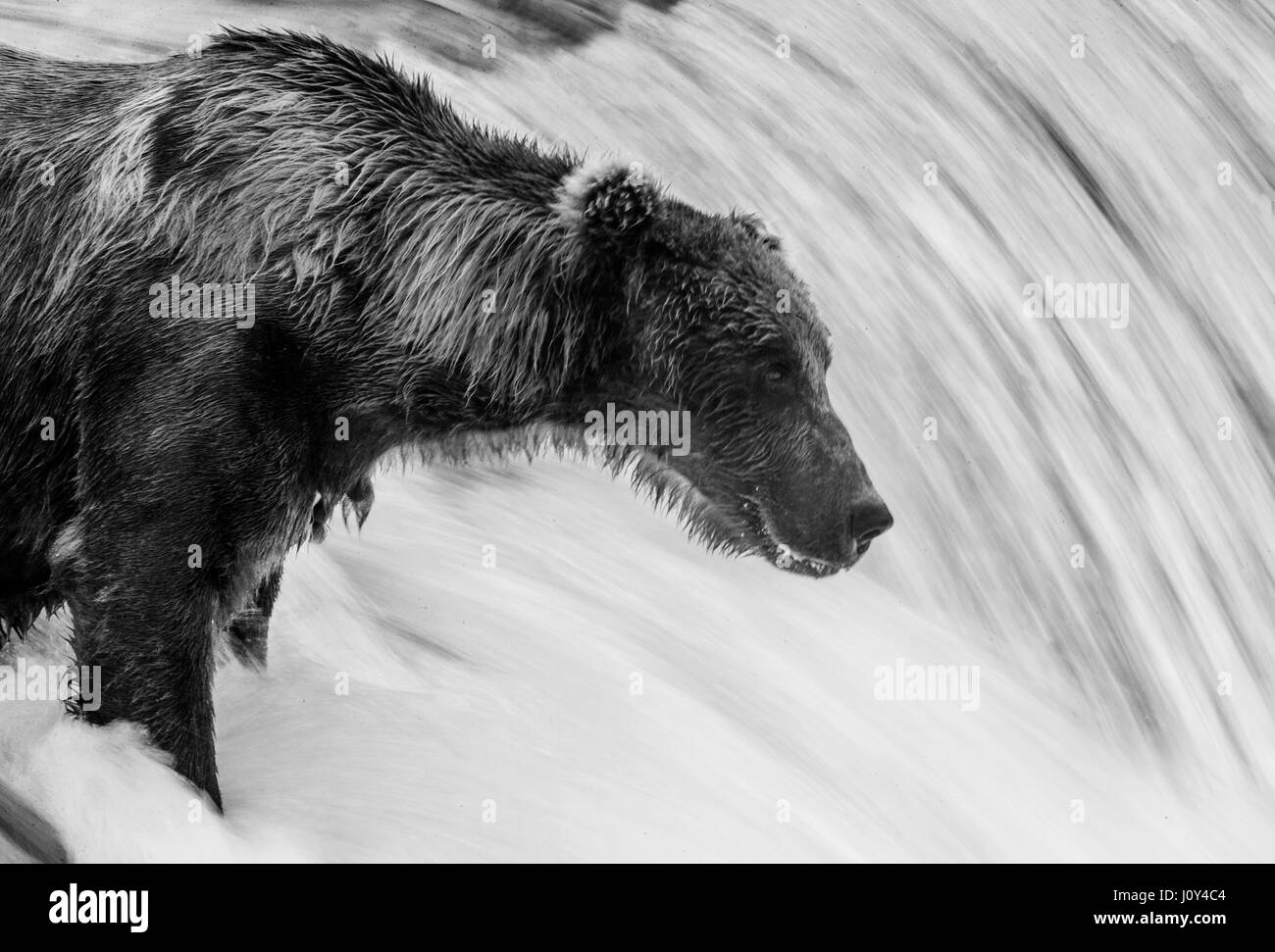 Brown bear standing in the river. USA. Alaska. Kathmai National Park. Great illustration. Stock Photo