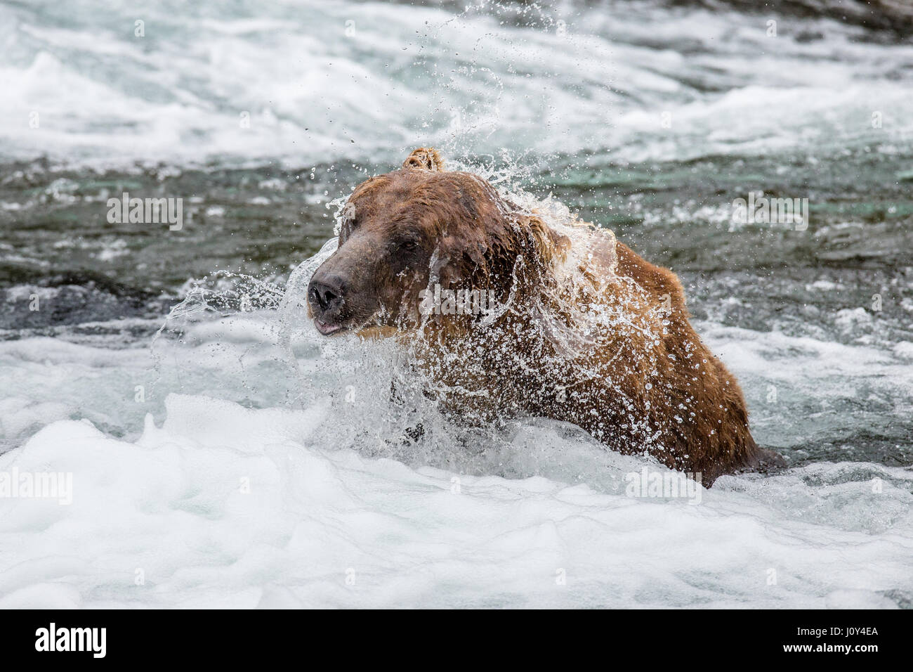 The brown bear brushes water, surrounded by spray. USA. Alaska. Kathmai