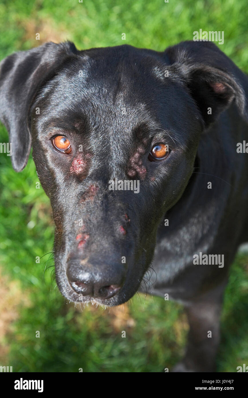 Black dog with fungal infection on face. Stock Photo