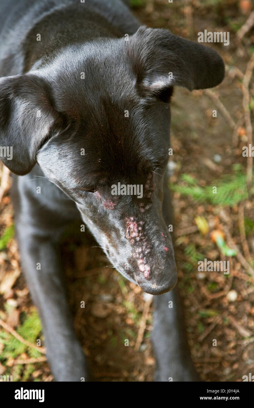 Black dog with fungal infection on face. Stock Photo