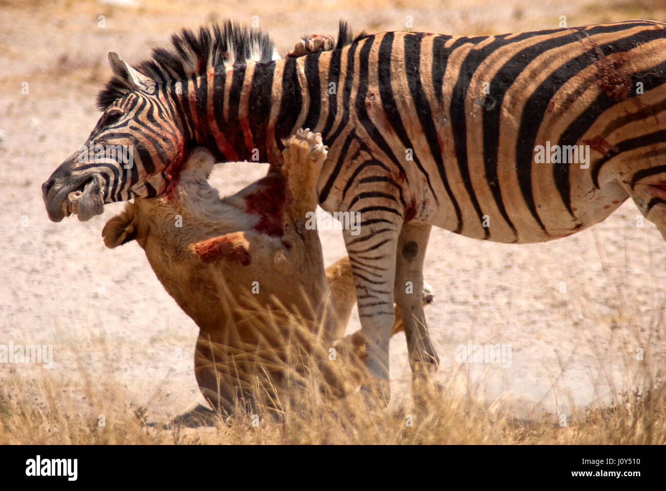 Lion Fight Zebra