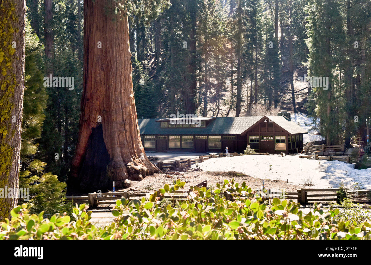Giant Redwood Museum, Sequoia National Park Stock Photo