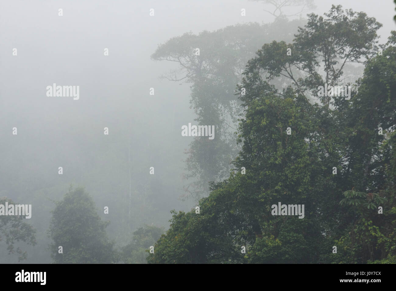 Misty morning in the Amazon rainforest, Ecuador Stock Photo - Alamy