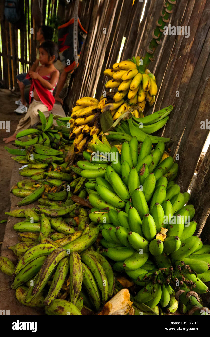 Pile of bananas in Shuar village, Ecuadorian Amazon Stock Photo
