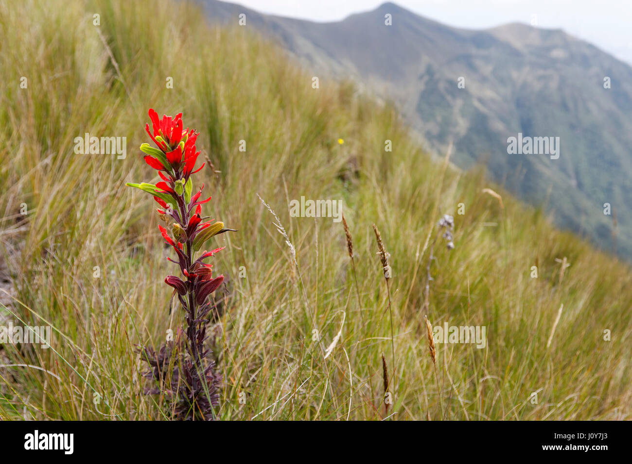 Ecuador flower andes mountain hires stock photography and images Alamy