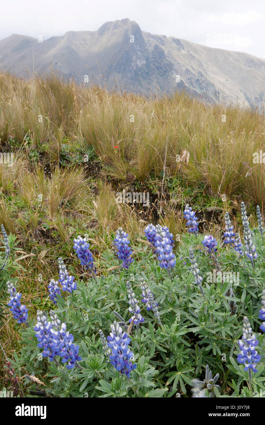 Ecuador flower andes mountain hires stock photography and images Alamy