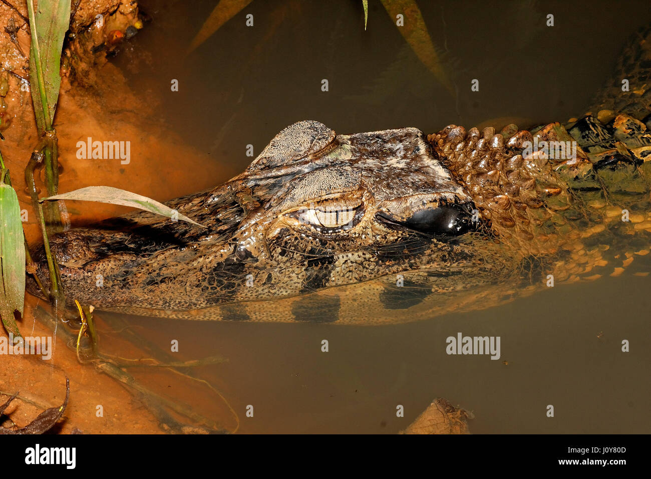 Black caiman in Amazon rainforest near Puyo, Ecuador Stock Photo