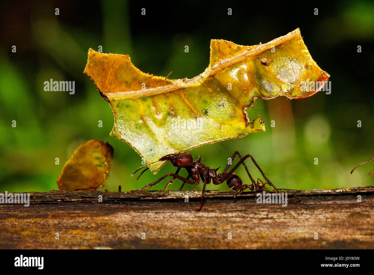 Leafcutter ant in Amazon rainforest, Ecuador Stock Photo