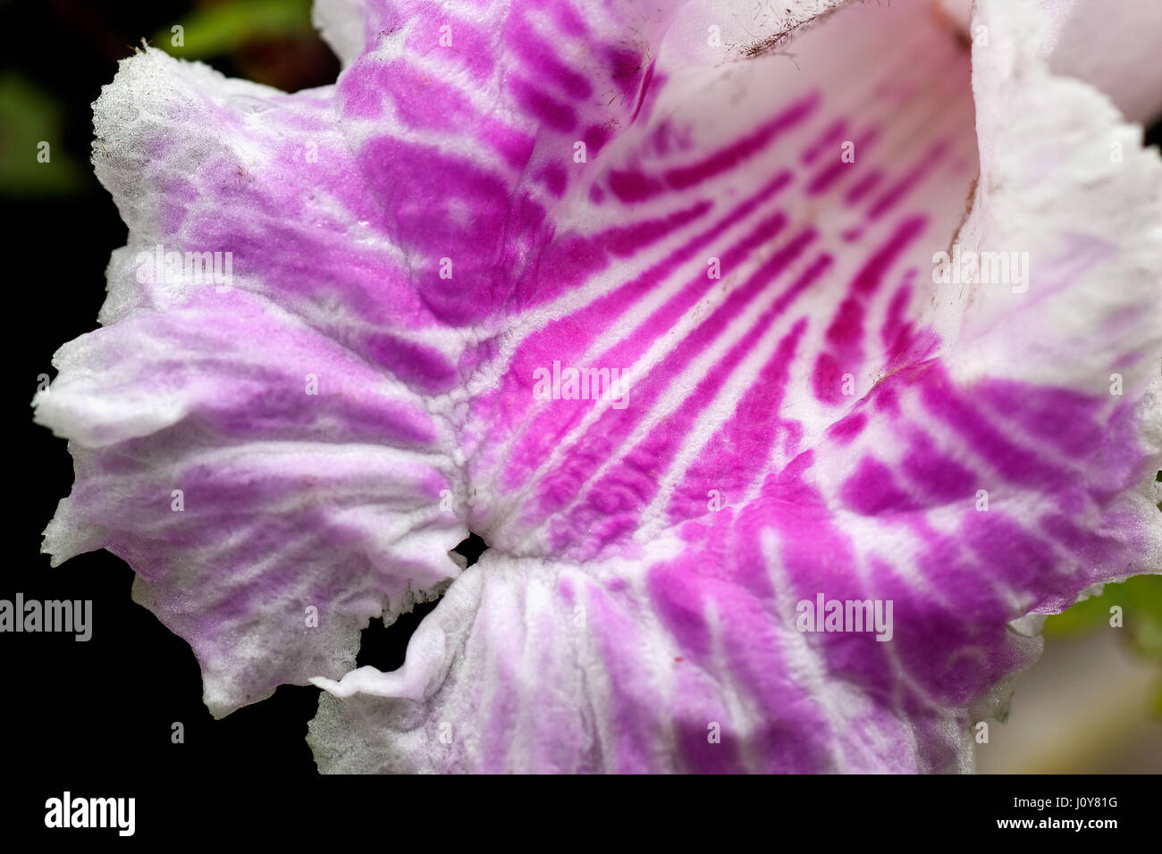 The orchid from ran tropical forest, Amazon Stock Photo