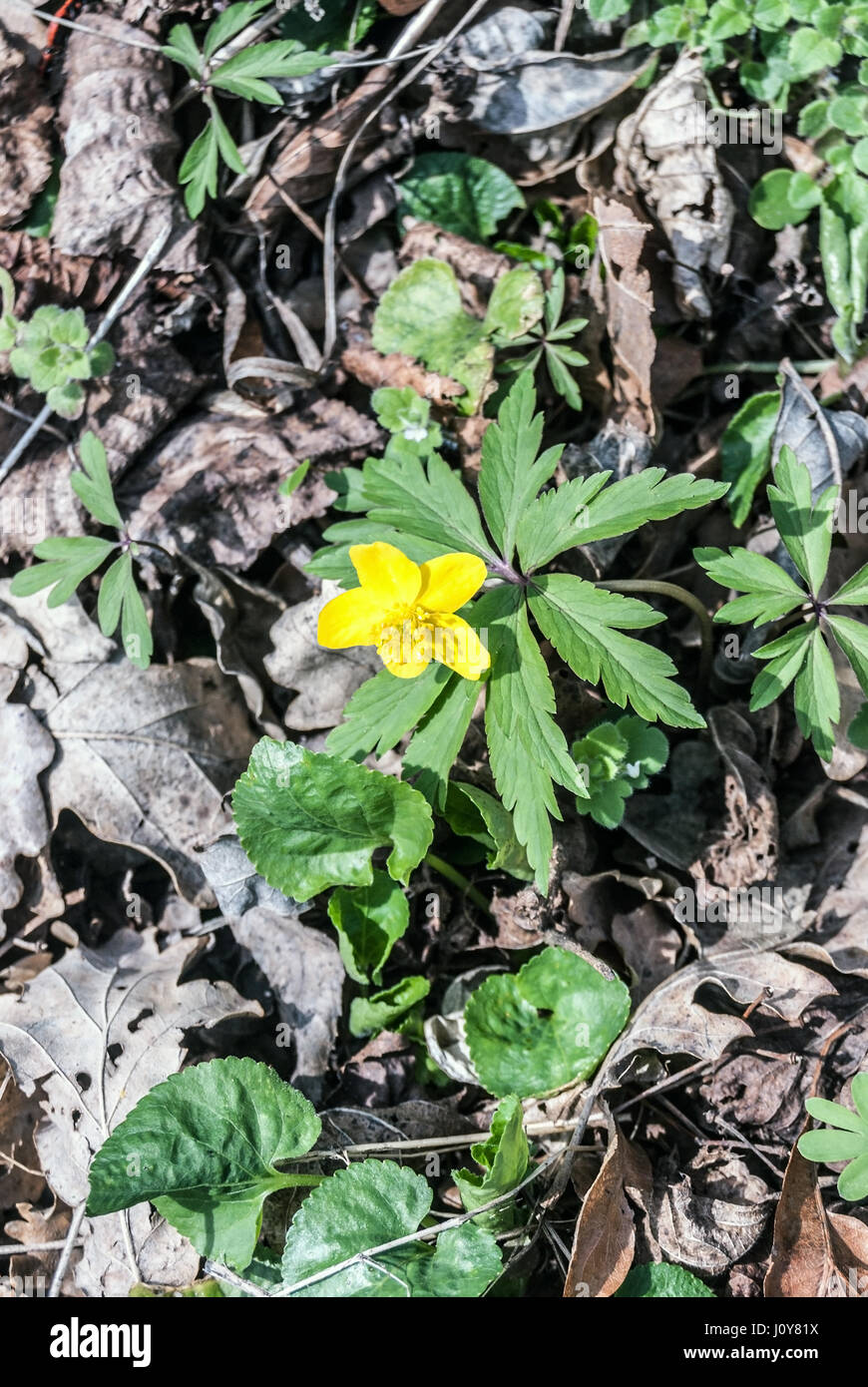 Anemone ranunculoides ( yellow wood anemone) flower in spring Palava mountains in South Moravia Stock Photo