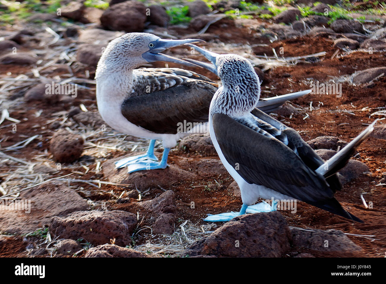 Blue-footed booby, Galapagos Island Stock Photo - Alamy