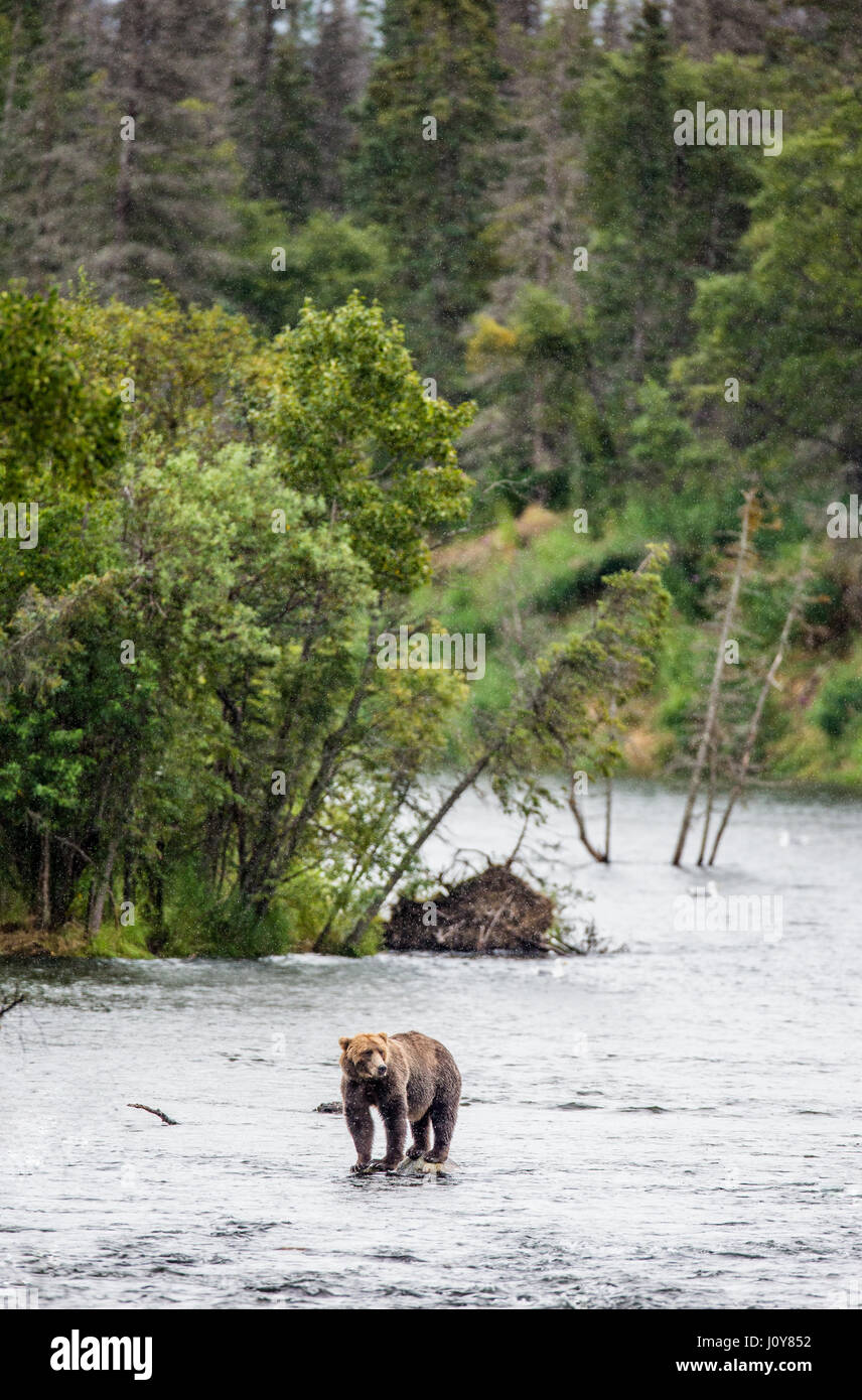 A brown bear standing on a rock in the middle of the river against a ...
