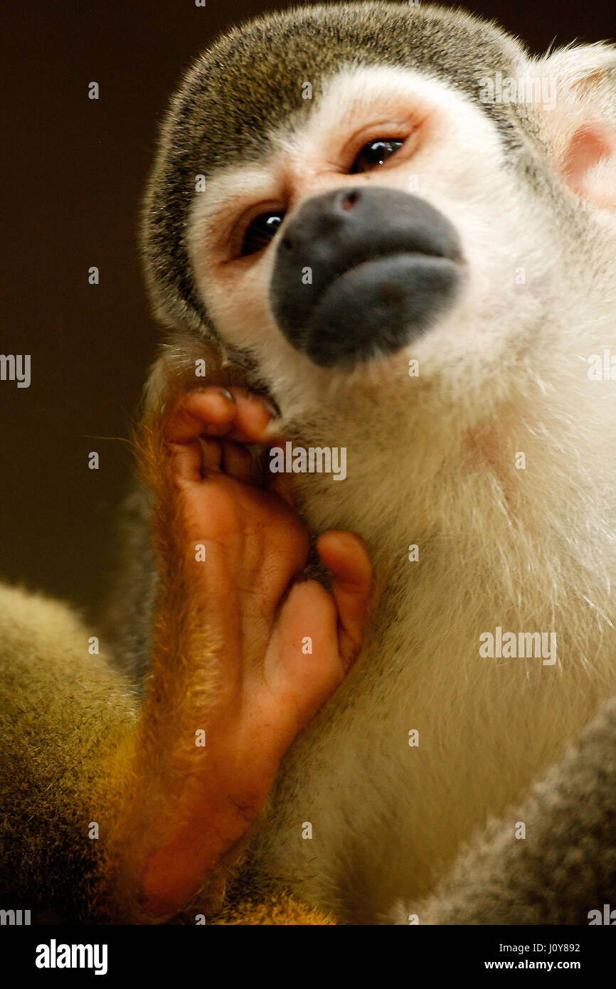 Squirrel monkey in Amazon rainforest near Puyo, Ecuador Stock Photo