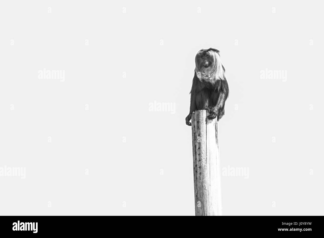 A Lion Tailed Macaque sitting on top of a tall pole Stock Photo