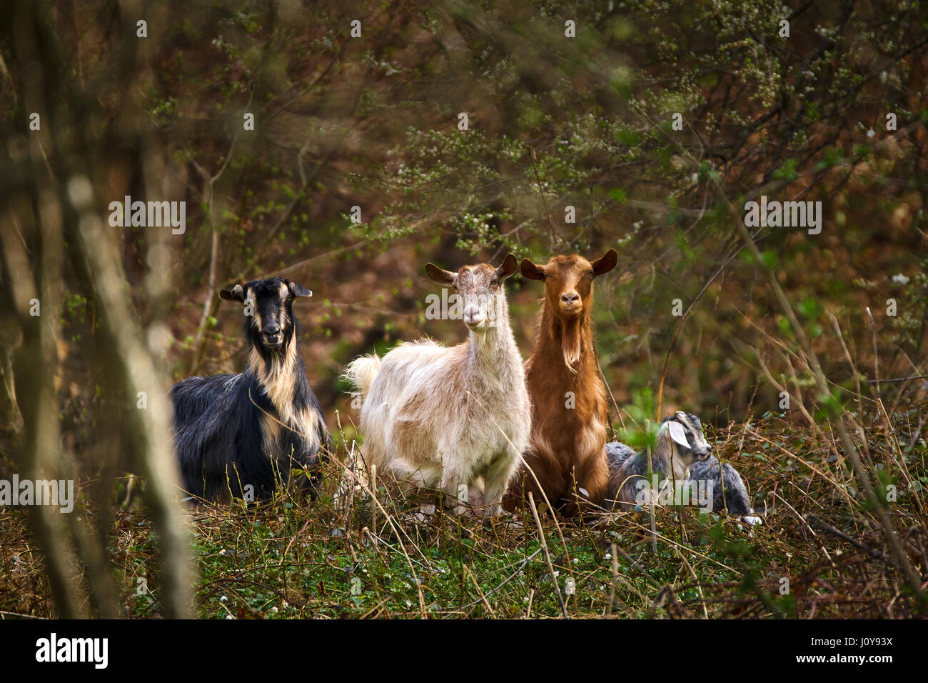 Goat In Forest Domestic goats in the forest, telephoto shot Stock Photo - Alamy