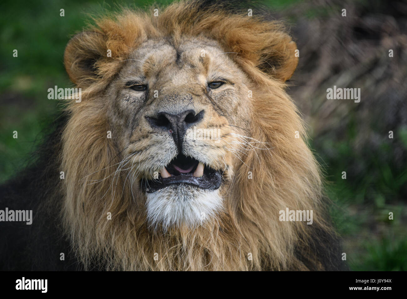 Power of the lion hi-res stock photography and images - Alamy
