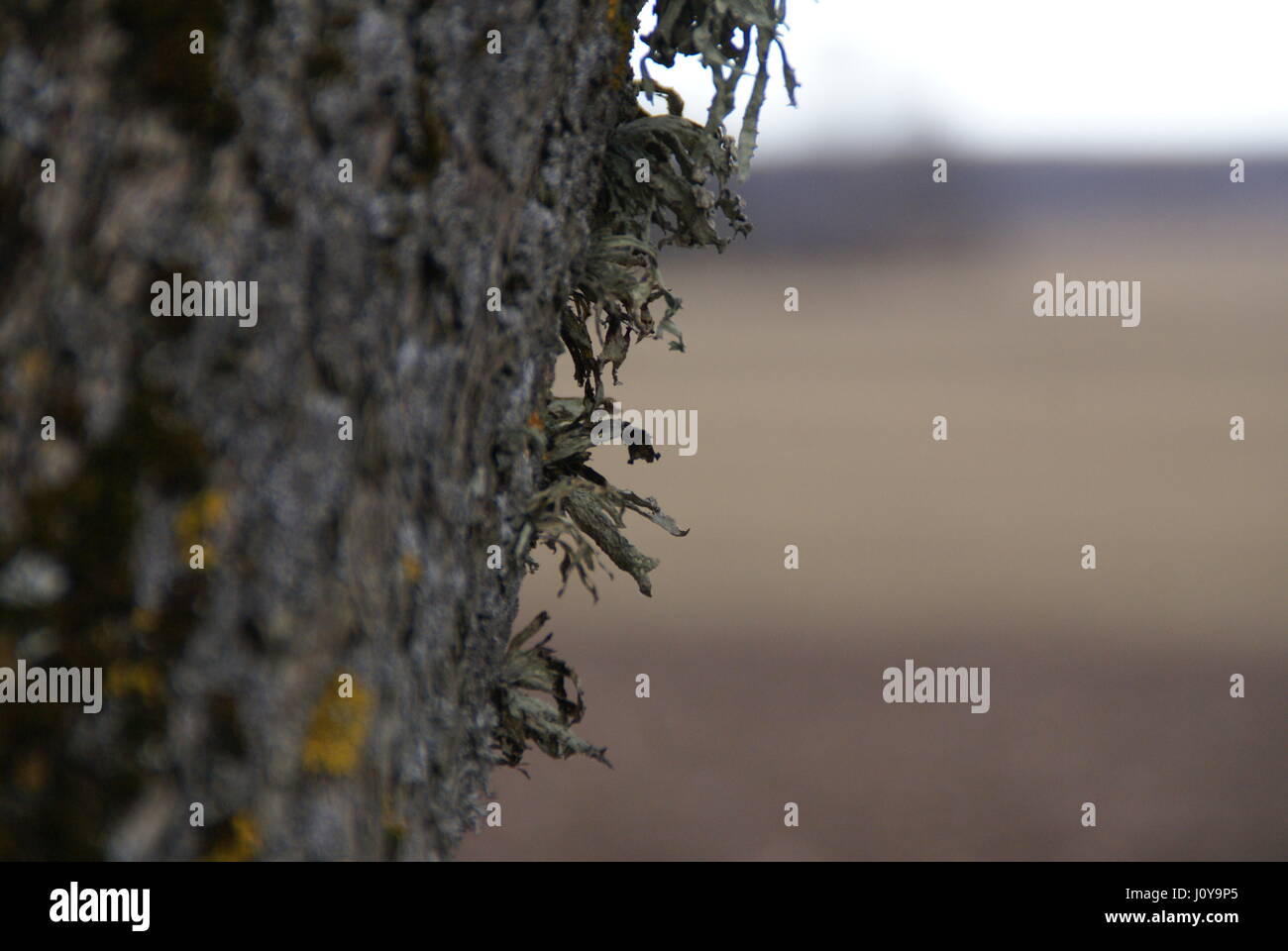 Moss macro photography hi-res stock photography and images - Alamy