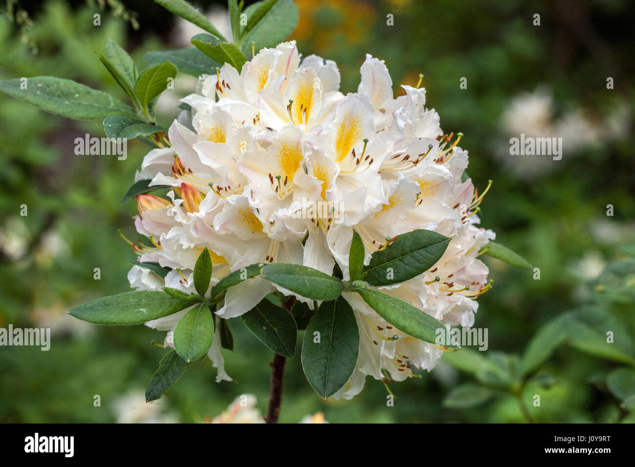 Rhododendron 'Daviesii', white blossoms Stock Photo