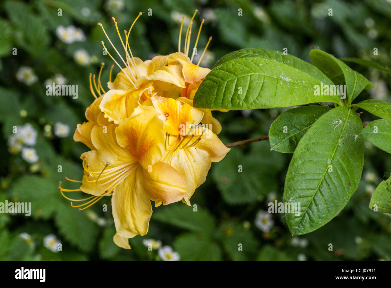 Rhododendron 'Golden Sunset', flowering Stock Photo