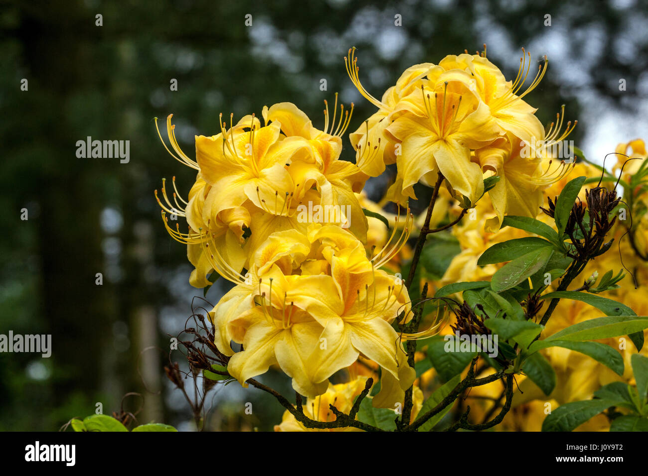 Rhododendron golden sunset hi-res stock photography and images - Alamy