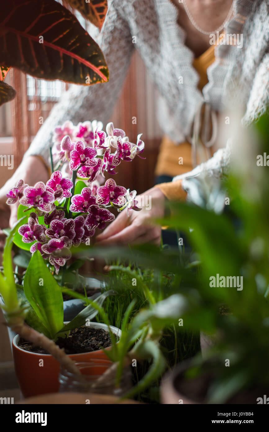 The woman caring for orchid flowers vertical Stock Photo