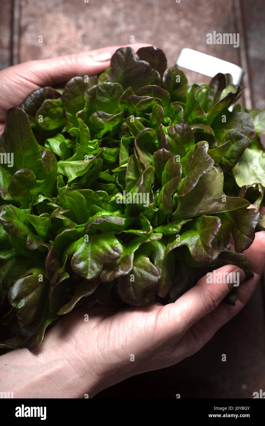 Salad leaves in the hands on the  metal background Stock Photo