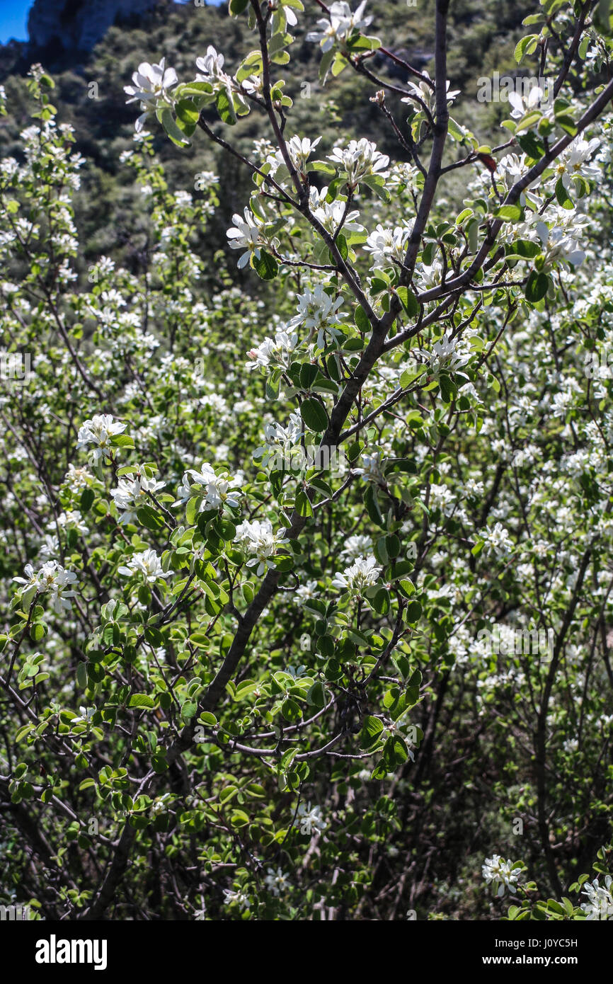 Amelachier ovalis in blossom Stock Photo