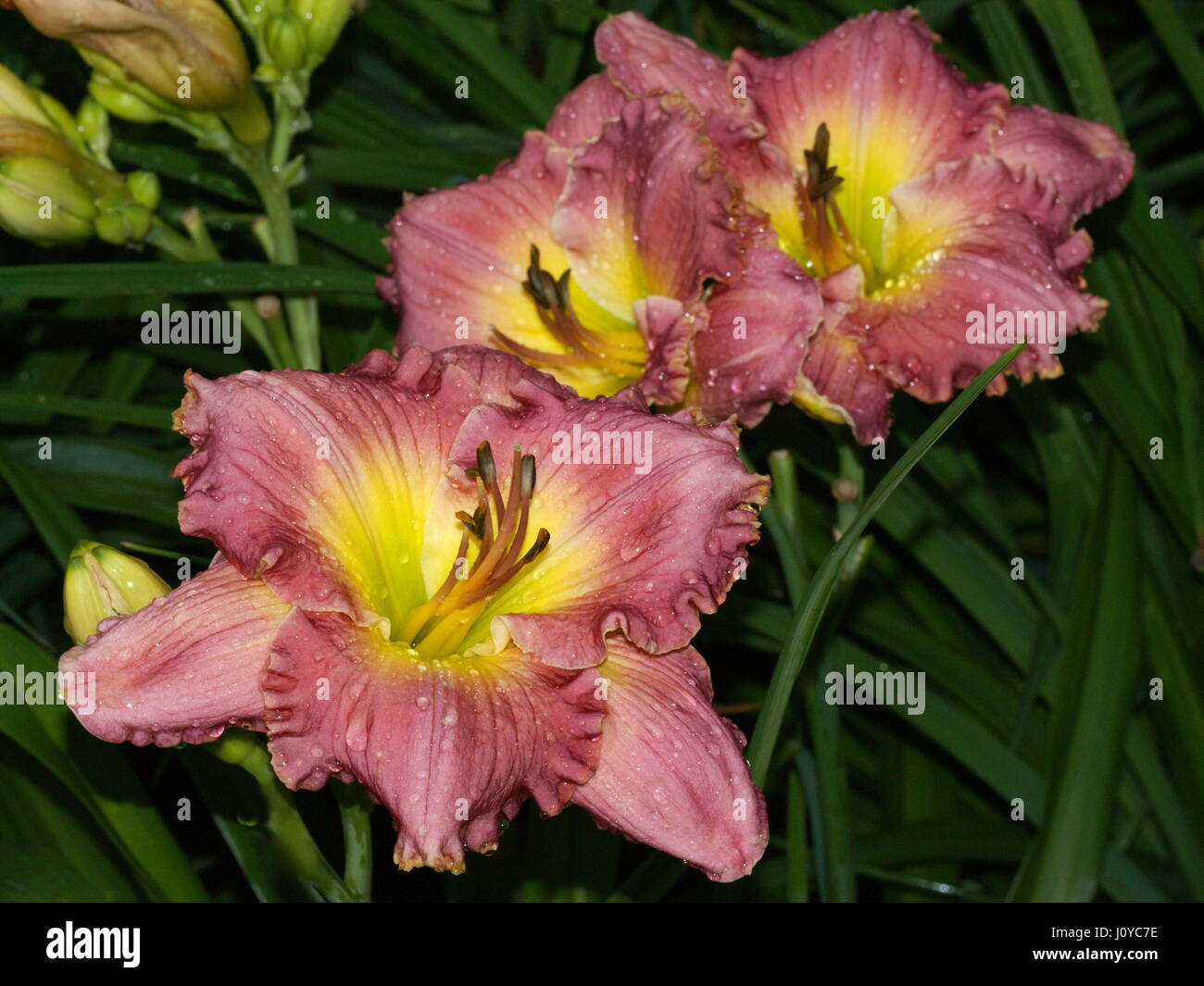 Pink flowers. Hemerocallis 'Chance Encounter' Stock Photo