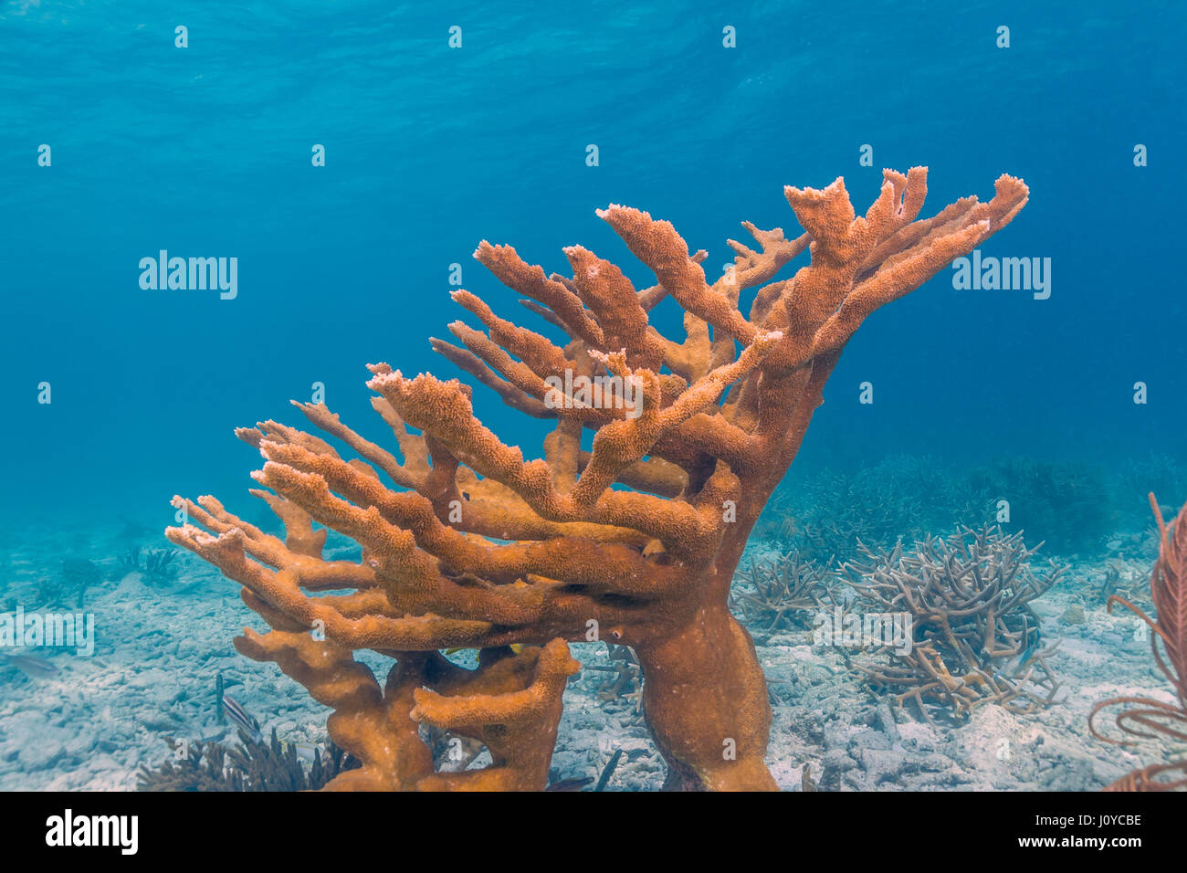 Elkhorn coral (Acropora palmata) is considered to be one of the most