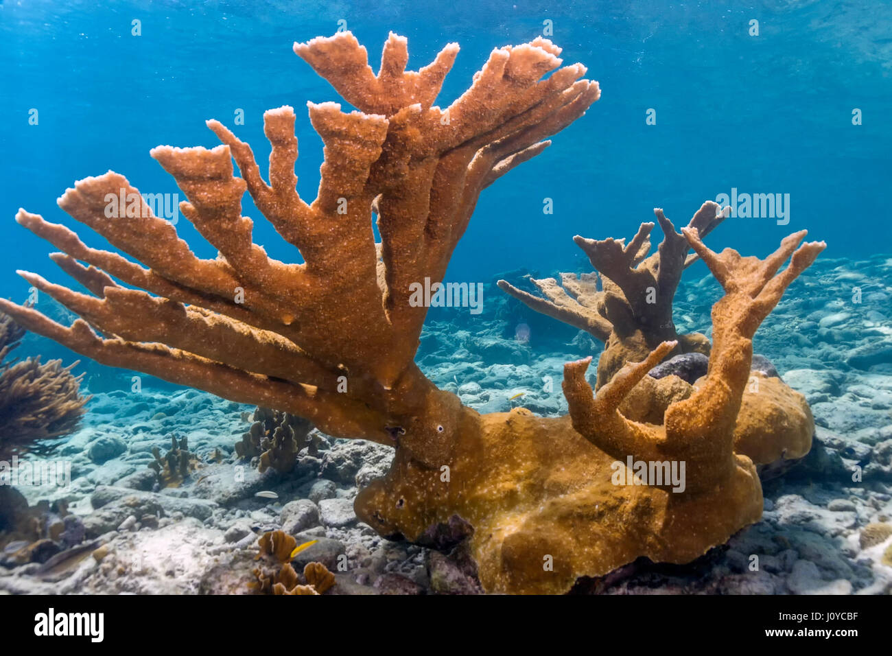 Elkhorn coral (Acropora palmata) is considered to be one of the most