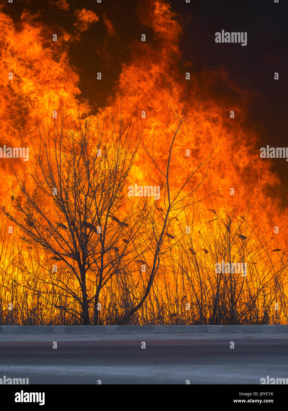 A dangerous fire swept the forest near the road Stock Photo Alamy