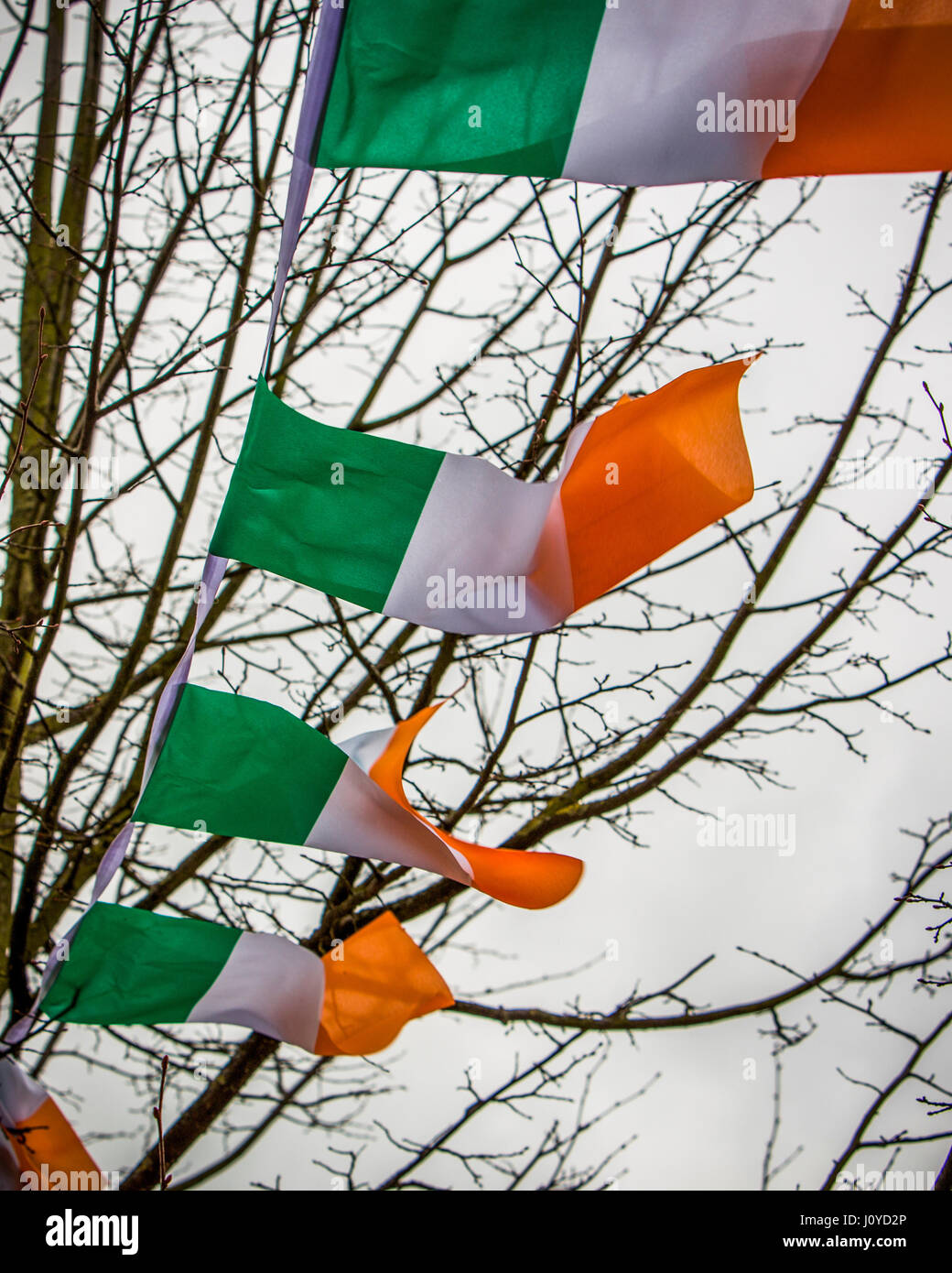 tricolours st patricks day