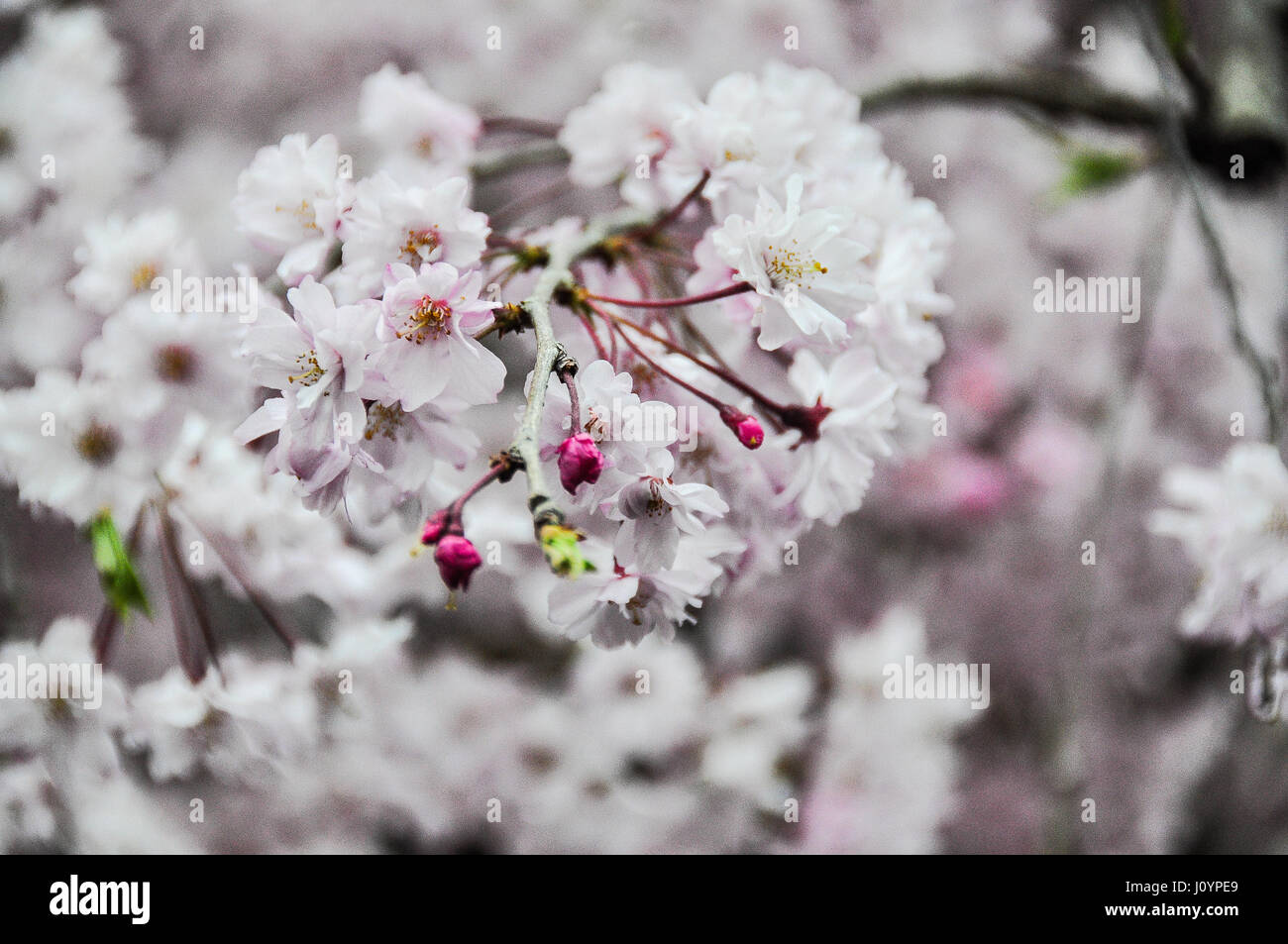 flowers in bloom Stock Photo Alamy