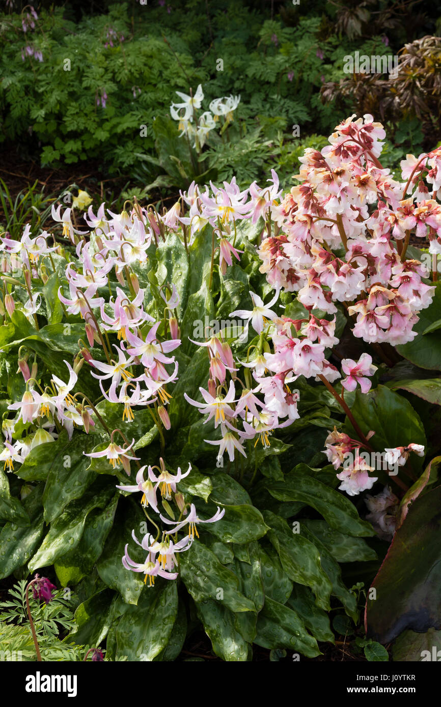 Erythronium 'Rosalind' combines with the flower heads of Bergenia 'Pink Ice' at The Garden House, Devon Stock Photo