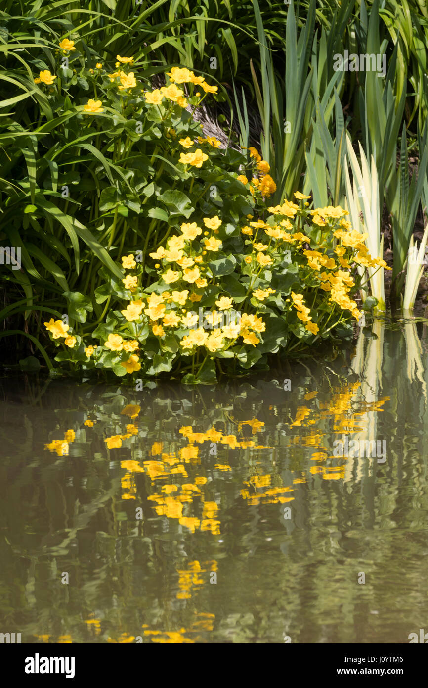 Brighten golden spring flowers of the marsh marigold, Caltha palustris, reflected in the water of a small pool Stock Photo