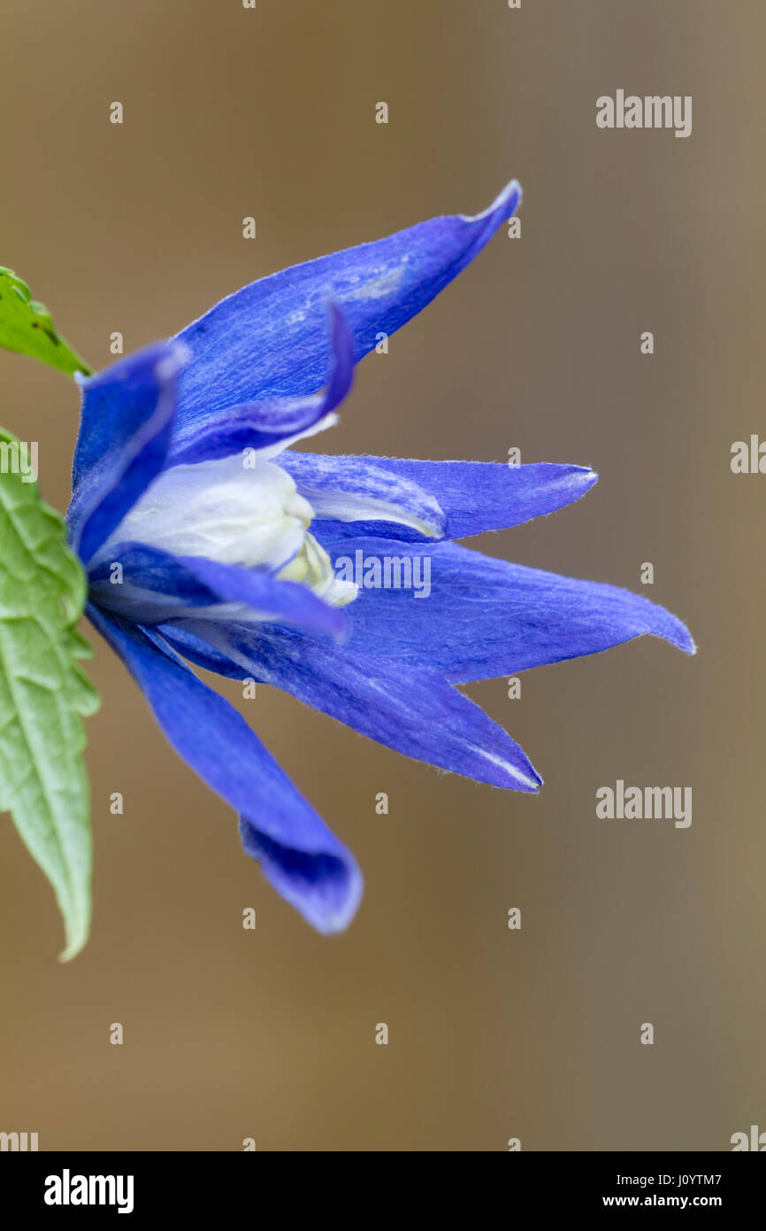 Blue Spring flower of the deciduous climber, Clematis macropetala 'Maidwell Hall' Stock Photo