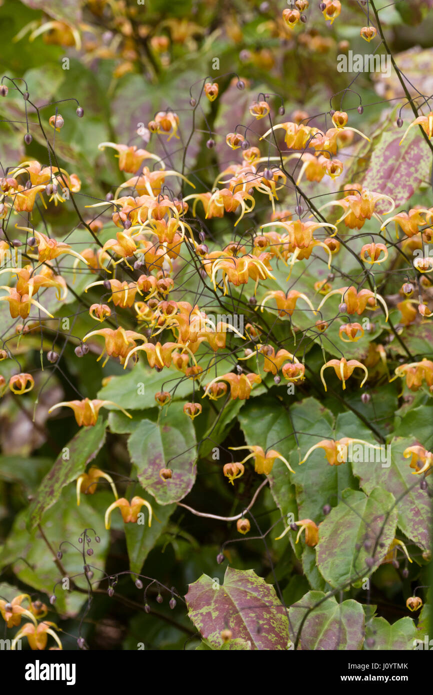 Airy sprays of spring flowers of the bronze leaved barrenwort, Epimedium 'Amber Queen' Stock Photo