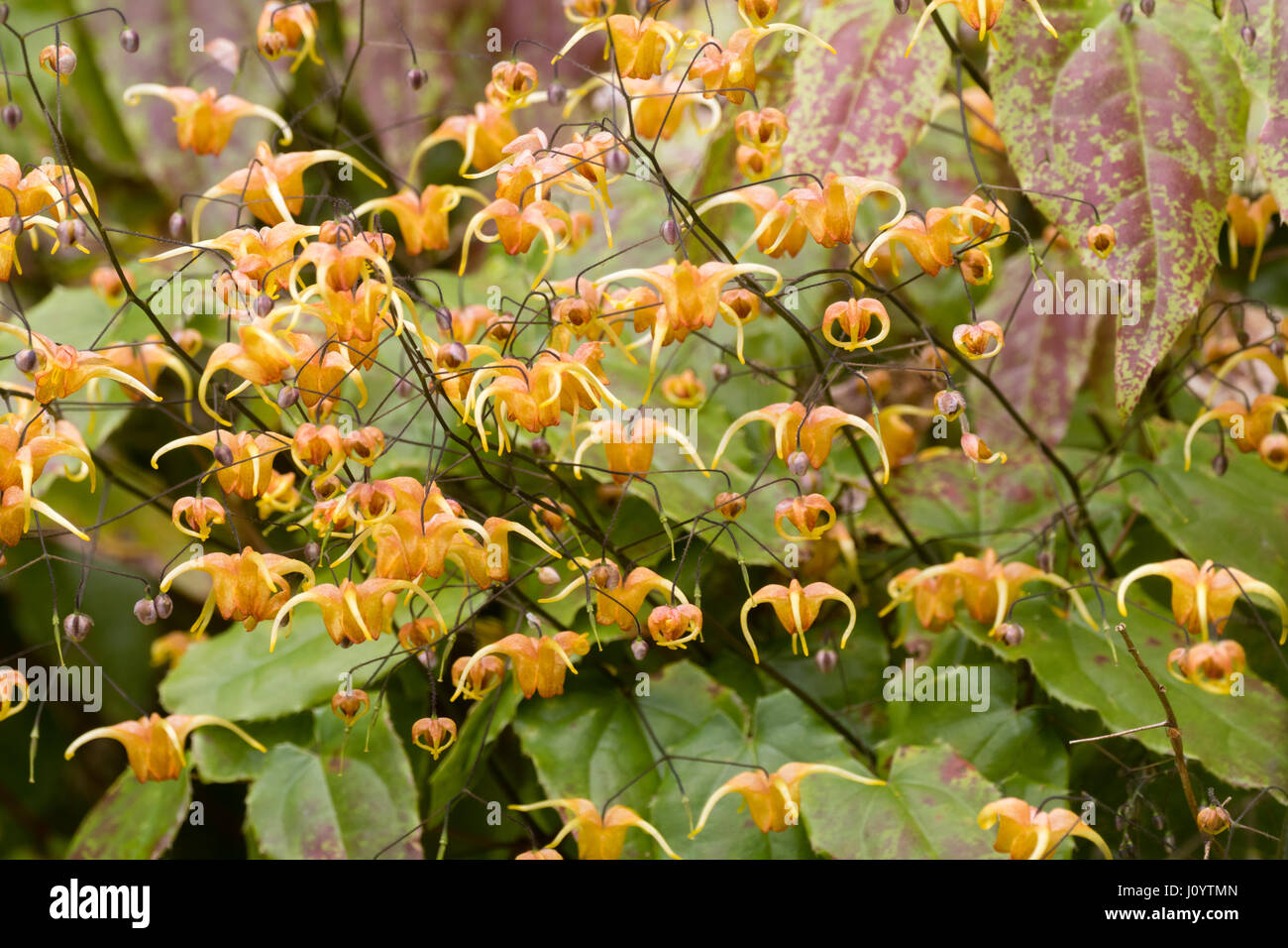 Airy sprays of spring flowers of the bronze leaved barrenwort, Epimedium 'Amber Queen' Stock Photo