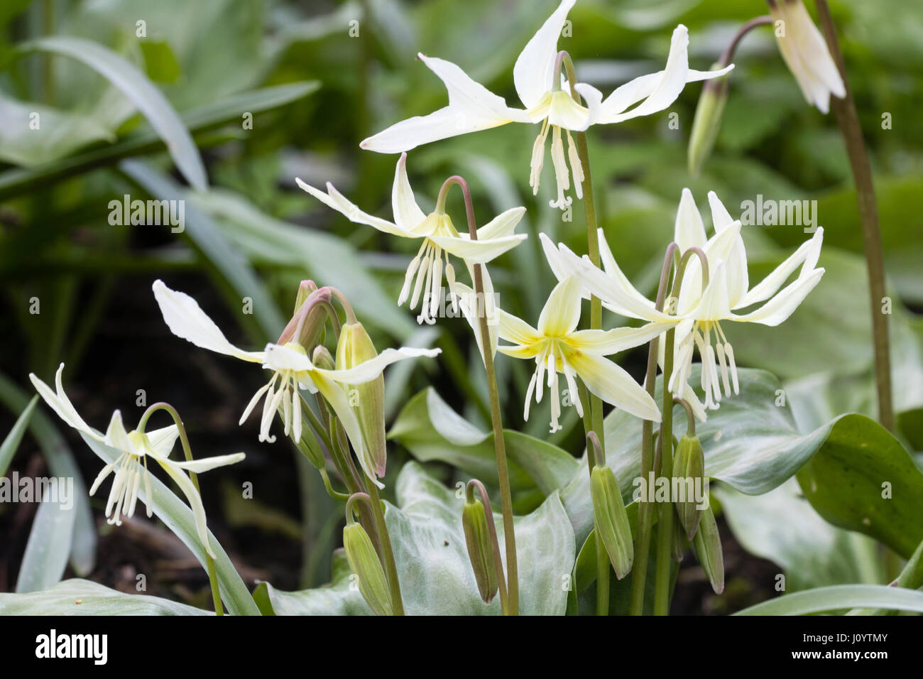 White anthers distinguish the pale species of the spring flowering trout lily, Erythronium californicum Stock Photo