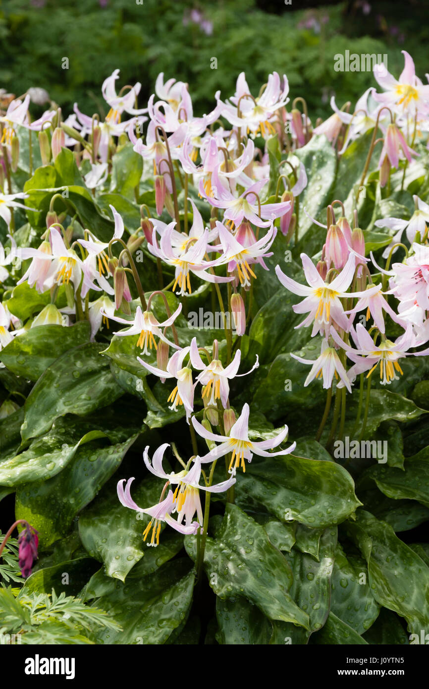 Erythronium 'Rosalind' at The Garden House.  It was raised there from E.revolutum var johnsonii seed. Stock Photo