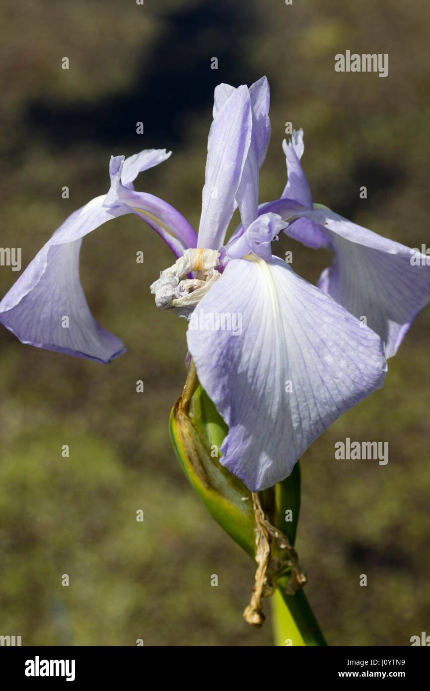 Pale blue flowers of the June blooming water iris, Iris laevigata 'Richard Greaney' Stock Photo