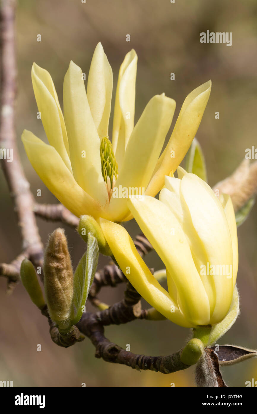 Yellow spring flowers of the hardy small tree, Magnolia acuminata x