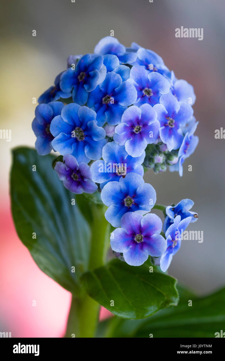 Bright blue Spring flowers of the half-hardy Chatham Island forget me not, Myosotidium hortensia Stock Photo