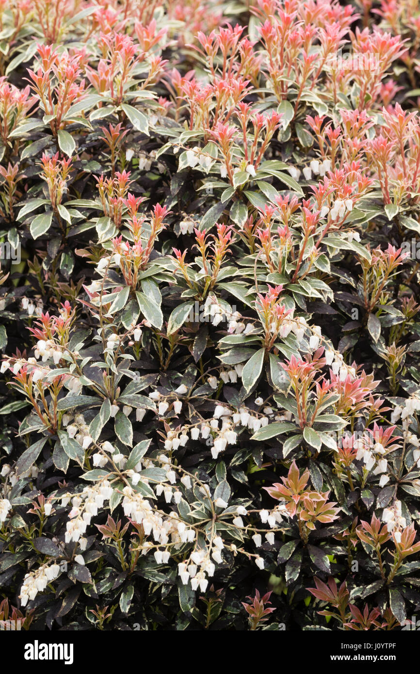 Red young foliage contrasts with the white bell flowers and older, variegated leaves of Pieris japonica 'Little Heath' Stock Photo