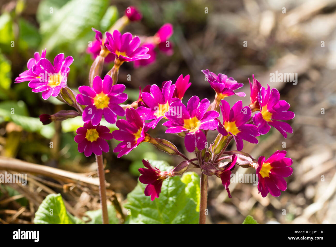 Deep pink primrose flowers in the polyantha type heads of the Primula elatior hybrid, 'Cisca' Stock Photo