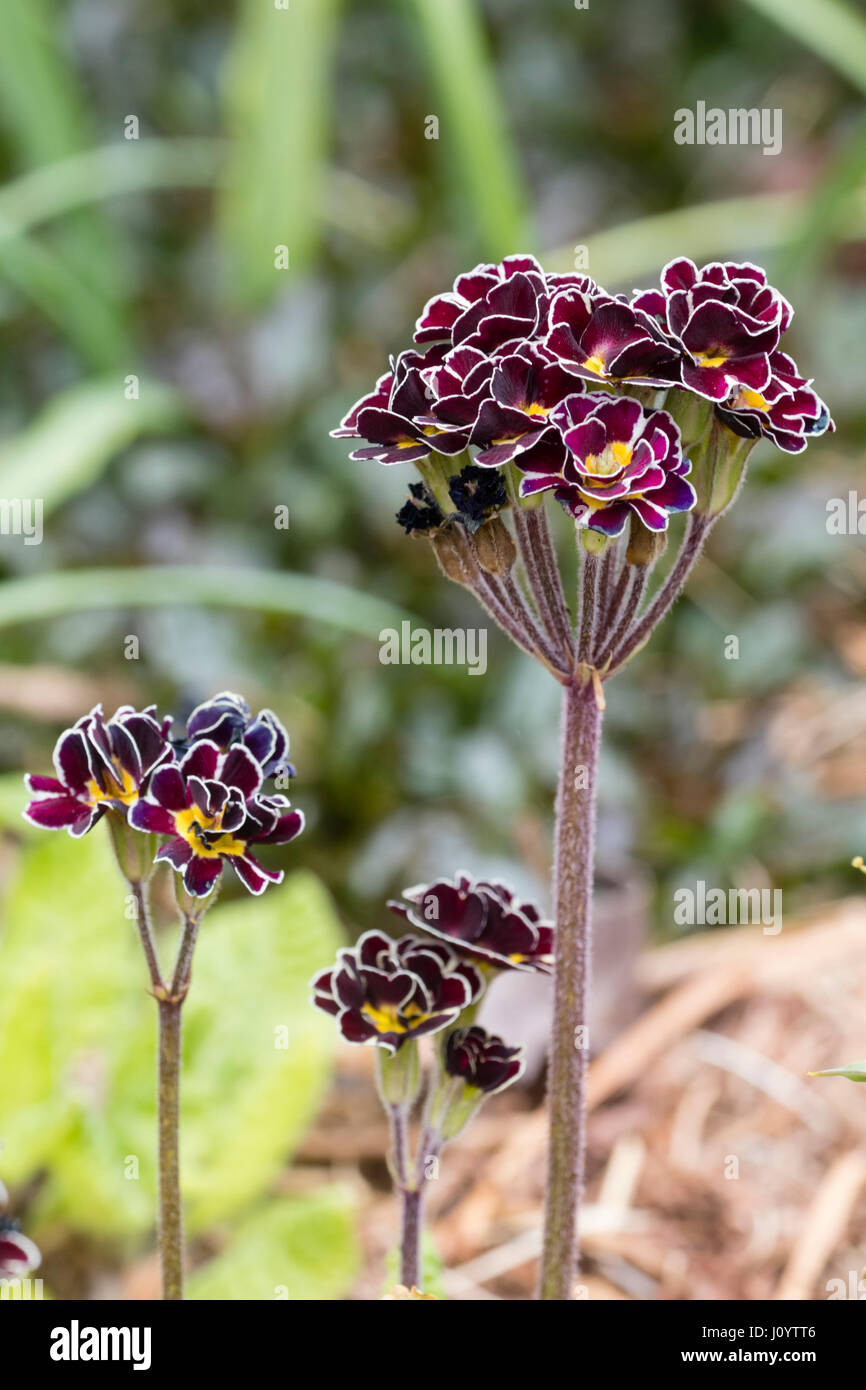 Gold laced double purple polyantha type primula in spring Stock Photo